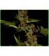 Soma Salad 10 u. reg. Soma Seeds