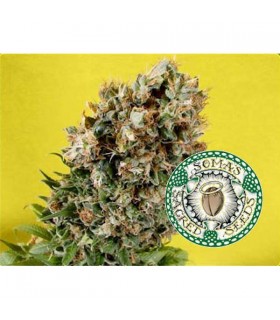 Somativa 10 u. reg. Soma Seeds