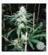 Somaui 10 u. reg. Soma Seeds