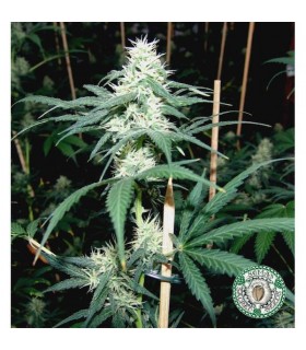 Somaui 10 u. reg. Soma Seeds