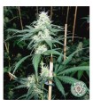 Somaui 10 u. reg. Soma Seeds