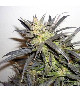 Queen Mother  6 u. reg. Delicatessen