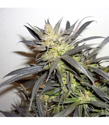 Queen Mother  6 u. reg. Delicatessen