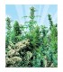 Outdoor Mix 25 u. reg. Sensi Seeds