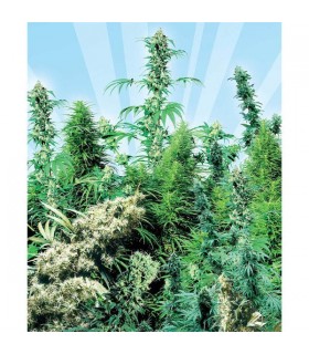 Outdoor Mix 25 u. reg. Sensi Seeds