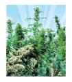Outdoor Mix 25 u. reg. Sensi Seeds