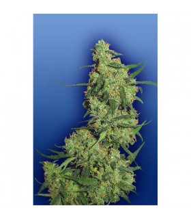 Nepal Kush 10 u. fem. Flying Dutchmen