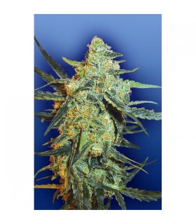 Blueberry Skunk 10 u. fem. Flying Dutchmen