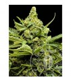 Auto Maxi Gom  3 u. fem. Grassomatic