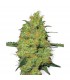 Master Kush 10 u. reg. White Label