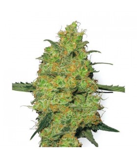 Master Kush 10 u. reg. White Label