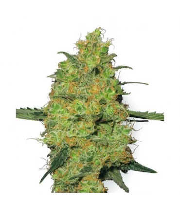 Master Kush 10 u. reg. White Label