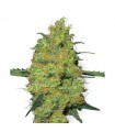 Master Kush 10 u. reg. White Label