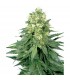 White Widow 10 u. reg. White Label
