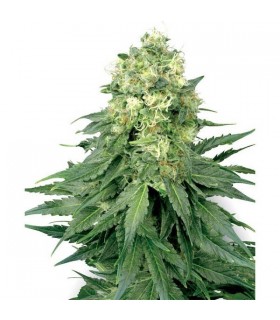 White Widow 10 u. reg. White Label