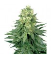 White Widow 10 u. reg. White Label