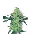 White Skunk 10 u. reg. White Label