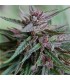 Bahia Black Head 5 u. reg. KC Brains