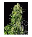 Auto Mass  3 u. fem. Grassomatic