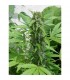Auto Easy Ryder  5 u. fem.  Seedsman