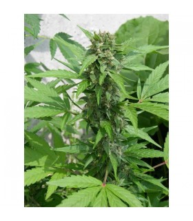 Auto Easy Ryder  5 u. fem.  Seedsman