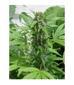 Auto Easy Ryder  5 u. fem.  Seedsman