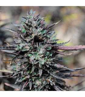 Purple Trainwreck - Humboldt