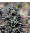 Purple Trainwreck - Humboldt