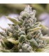 Auto OG Kush - Humboldt