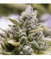 Auto OG Kush - Humboldt