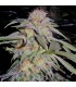 Lost Coast Hashplant - Humboldt
