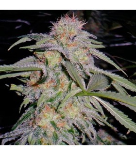 Lost Coast Hashplant - Humboldt