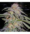 Lost Coast Hashplant - Humboldt