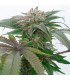 Bubba Kush 2.0 - Humboldt