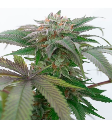 Bubba Kush 2.0 - Humboldt