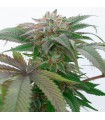 Bubba Kush 2.0 - Humboldt