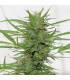 Auto Dedoverde Haze - Humboldt