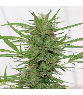Auto Dedoverde Haze - Humboldt