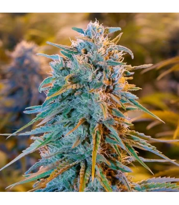 Blue Dream - Humboldt