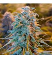 Blue Dream - Humboldt