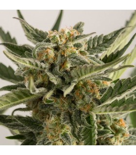 Auto Lost Coast Skunk - Humboldt