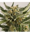 Auto Lost Coast Skunk - Humboldt