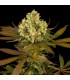 Sour Blueberry - Humboldt