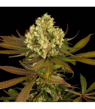 Sour Blueberry - Humboldt