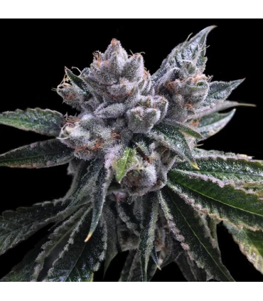 Auto El Fuego - DNA Genetics - Kayamurcia.es