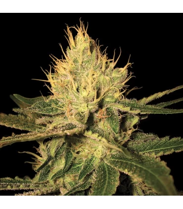 Cannalope Haze - DNA Genetics - Kayamurcia.es