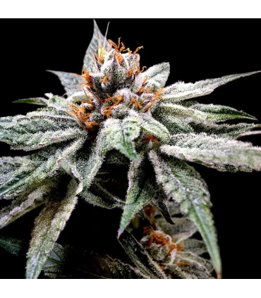 Dj`s Gold - DNA Genetics - Kayamurcia.es