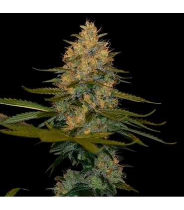 Exodus Kush - DNA Genetics - Kayamurcia.es