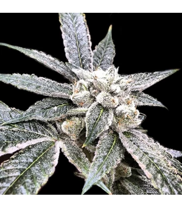 Golden Berry - DNA Genetics - Kayamurcia.es