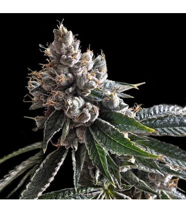 Golden Lemons - DNA Genetics - Kayamurcia.es